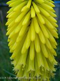 Kniphofia uvaria